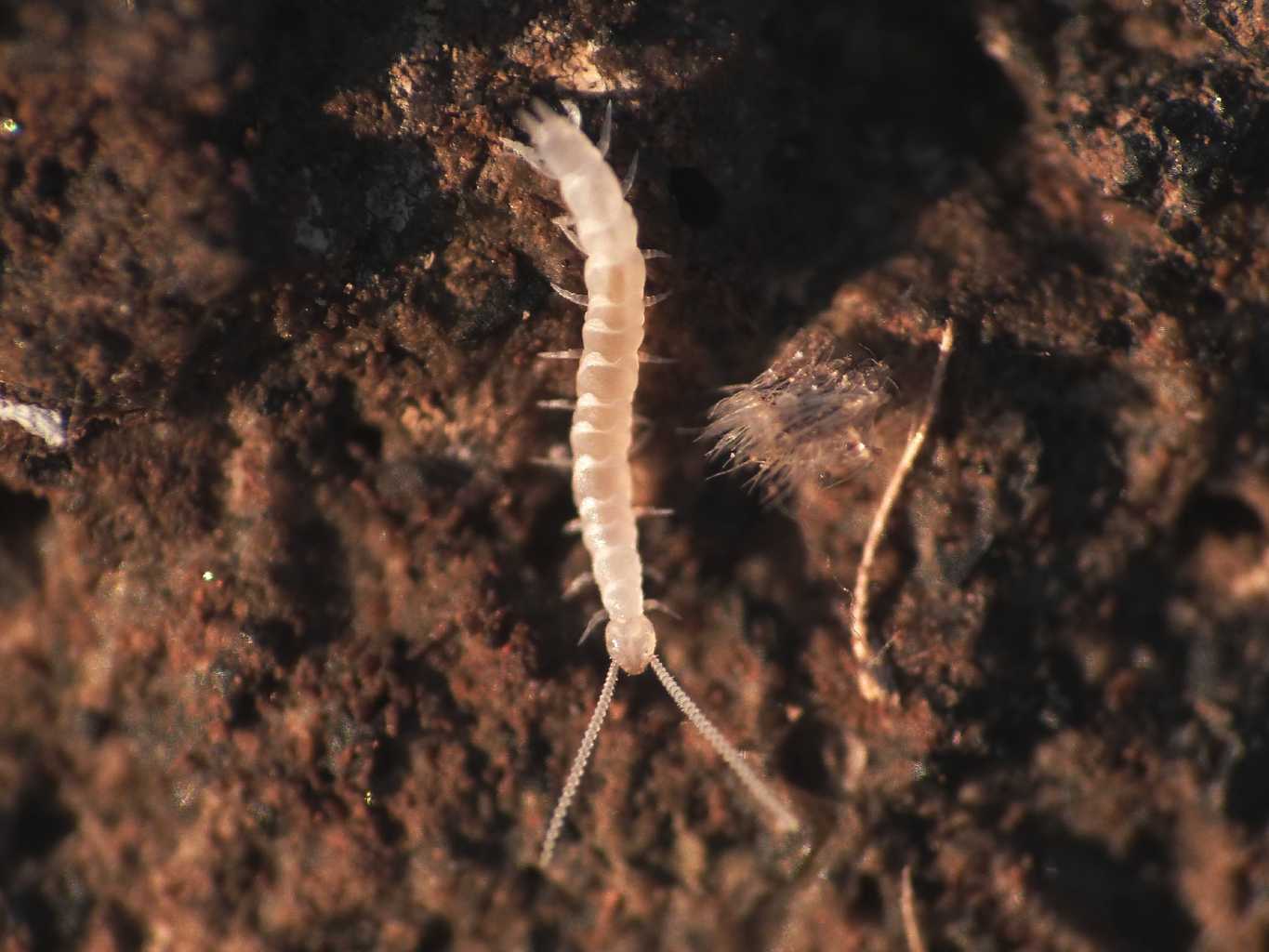 Symphyla - Scutigerellidae - Scutigerella sp.